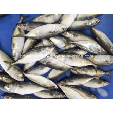 New Catching Fish Indian Mackerel